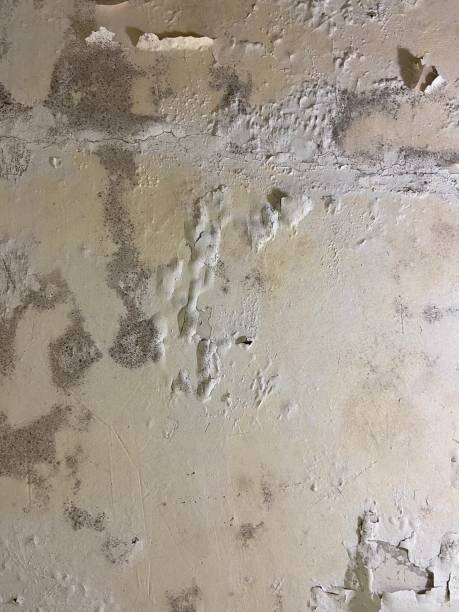 Best Post-Flood Mold Remediation in Country Lake Estates, NJ